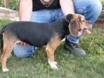 Asa the beagle