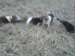 Star & Cherry playing tug of war with a rabbit with Belle next to them and 11 year old magnum walking out of the picture