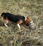 T-Bone AKC beagle