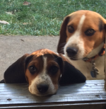 Beagles