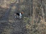 Cherry the beagle