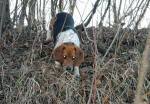 Cherry the beagle