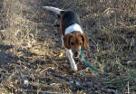 Cherry the beagle