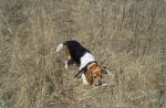 Cherry the beagle