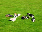 AKC beagle pups