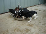 AKC beagle pups