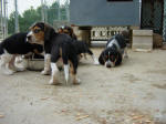 AKC beagle pups