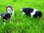 Ohio AKC beagle pups