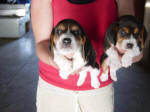 AKC beagle pups