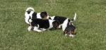 Ohio AKC beagle pups