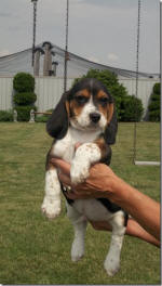 Ohio AKC beagle pups