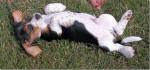 Ohio AKC beagle pups