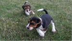 Ohio AKC beagle pups