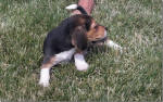 Ohio AKC beagle pups