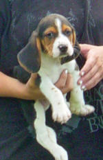 Ohio AKC beagle pups