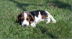 Ohio AKC beagle pups