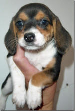 Ohio AKC beagle pups