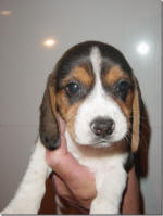 Ohio AKC beagle pups