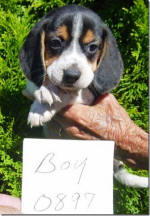 Ohio AKC beagle pups