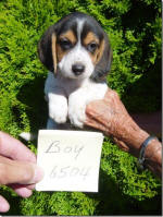 Ohio AKC beagle pups