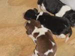 Ohio AKC beagle pups