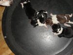 AKC beagle pups