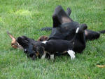 Ohio AKC beagle pups