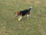 T-Bone AKC beagle