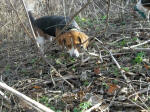 T-Bone AKC beagle