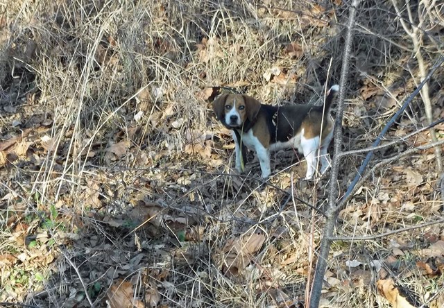 top 100 hunting beagle sites